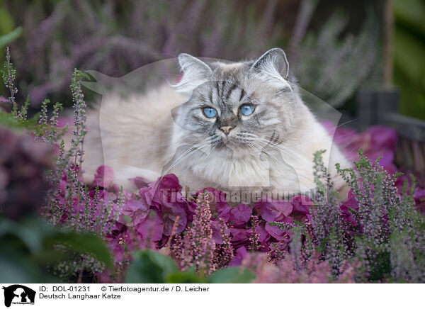 Deutsch Langhaar Katze / female German Longhair / DOL-01231