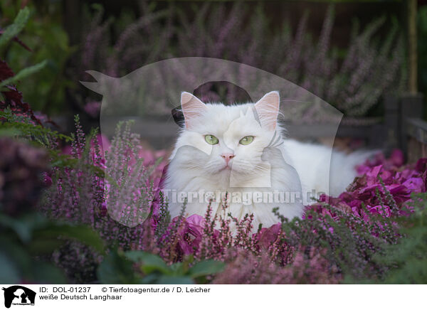 weie Deutsch Langhaar / white German Longhair / DOL-01237