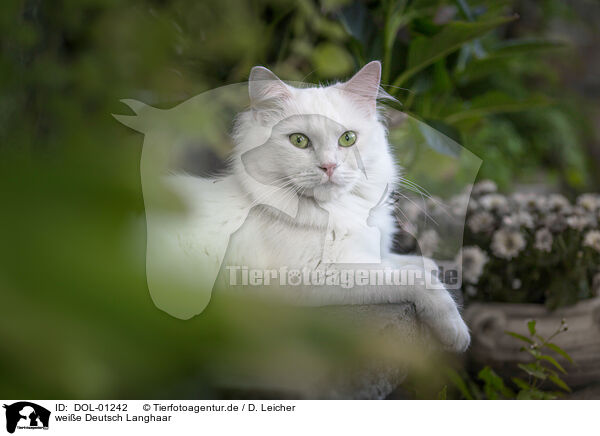 weie Deutsch Langhaar / white German Longhair / DOL-01242