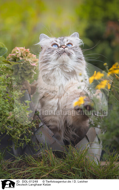 Deutsch Langhaar Katze / female German Longhair / DOL-01248