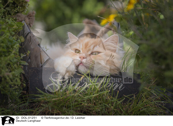 Deutsch Langhaar / German Longhair / DOL-01251