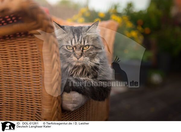 Deutsch Langhaar Kater / German Longhair tomcat / DOL-01261