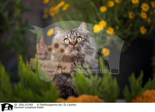 Deutsch Langhaar Kater / German Longhair tomcat / DOL-01265