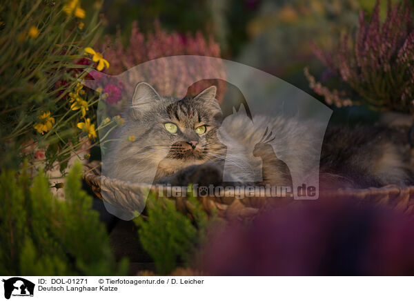 Deutsch Langhaar Katze / female German Longhair / DOL-01271