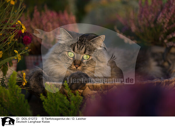 Deutsch Langhaar Katze / female German Longhair / DOL-01272