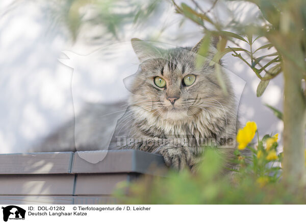 Deutsch Langhaar Katze / female German Longhair / DOL-01282