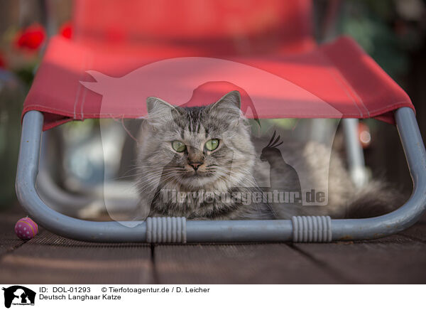 Deutsch Langhaar Katze / female German Longhair / DOL-01293