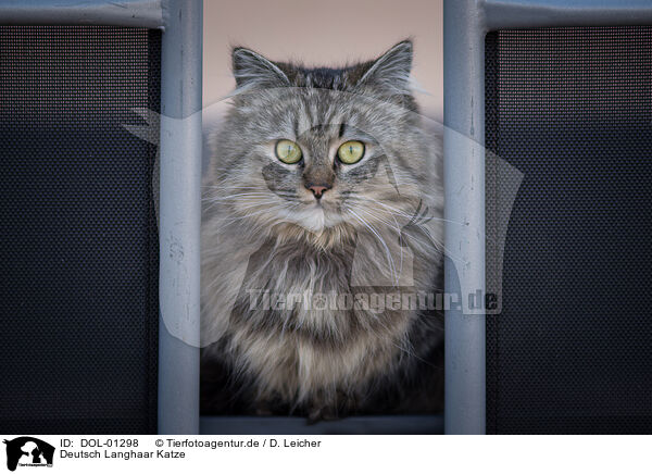 Deutsch Langhaar Katze / female German Longhair / DOL-01298