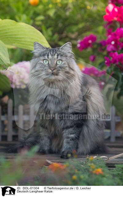 Deutsch Langhaar Katze / female German Longhair / DOL-01304