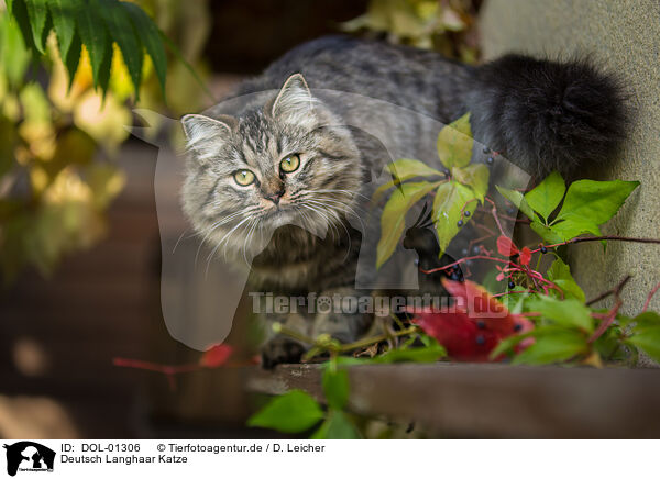 Deutsch Langhaar Katze / female German Longhair / DOL-01306