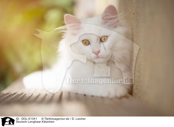 Deutsch Langhaar Ktzchen / German Longhair kitten / DOL-01341
