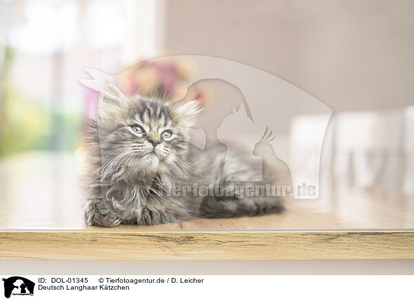 Deutsch Langhaar Ktzchen / German Longhair Kitten / DOL-01345