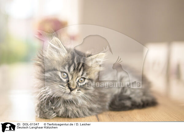 Deutsch Langhaar Ktzchen / German Longhair Kitten / DOL-01347