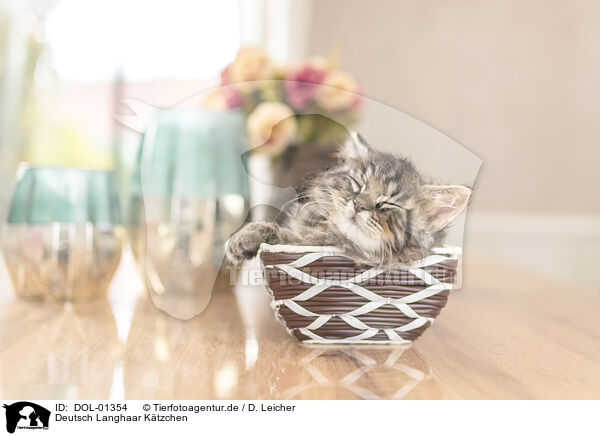Deutsch Langhaar Ktzchen / German Longhair Kitten / DOL-01354