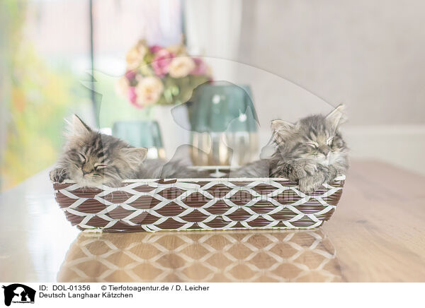 Deutsch Langhaar Ktzchen / German Longhair Kitten / DOL-01356