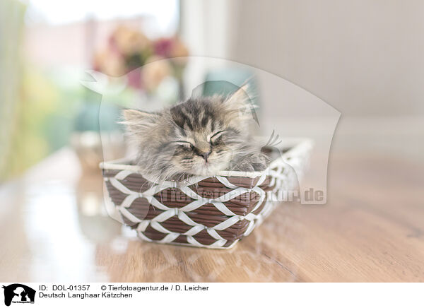 Deutsch Langhaar Ktzchen / German Longhair Kitten / DOL-01357