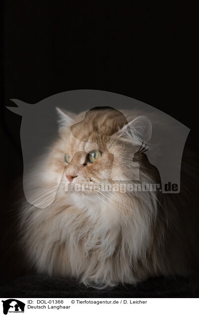 Deutsch Langhaar / German Longhair / DOL-01366
