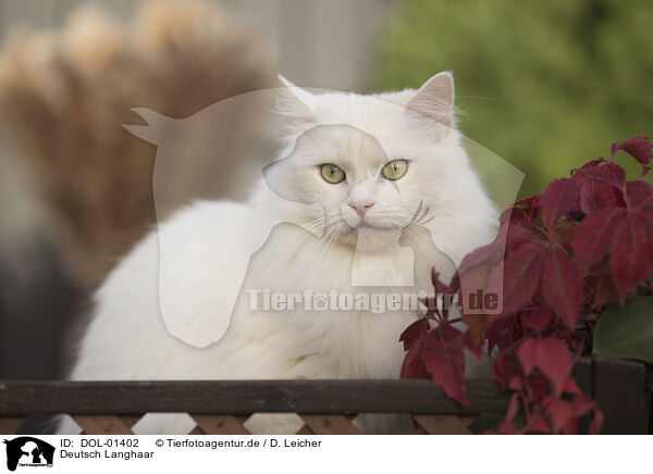 Deutsch Langhaar / German Longhair / DOL-01402