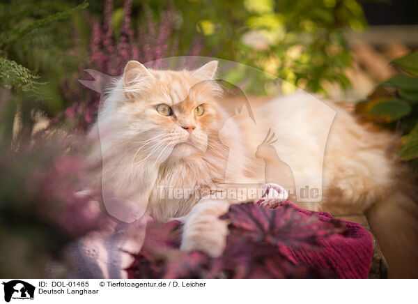 Deutsch Langhaar / German Longhair / DOL-01465