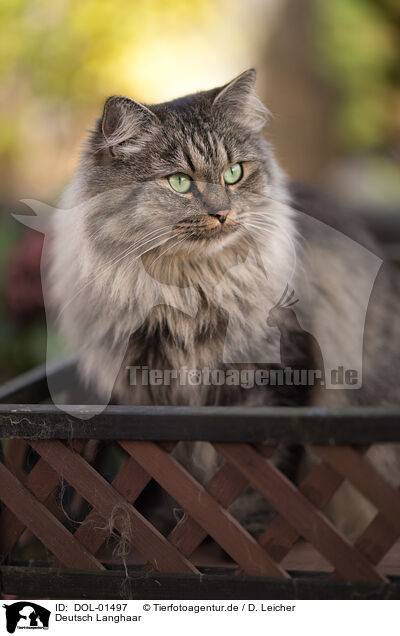 Deutsch Langhaar / German Longhair / DOL-01497