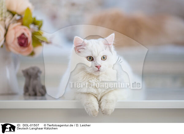 Deutsch Langhaar Ktzchen / German Longhair Kitten / DOL-01507