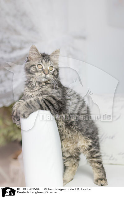 Deutsch Langhaar Ktzchen / German Longhair Kitten / DOL-01564