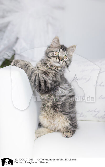 Deutsch Langhaar Ktzchen / German Longhair Kitten / DOL-01565
