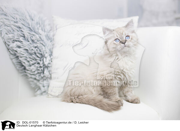 Deutsch Langhaar Ktzchen / German Longhair Kitten / DOL-01570