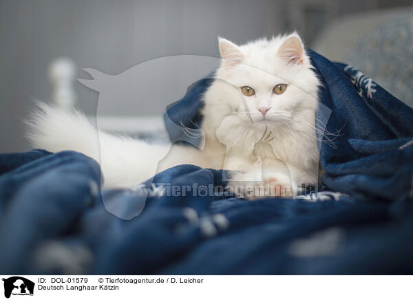 Deutsch Langhaar Ktzin / female German Longhair / DOL-01579