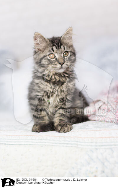 Deutsch Langhaar Ktzchen / German Longhair Kitten / DOL-01581