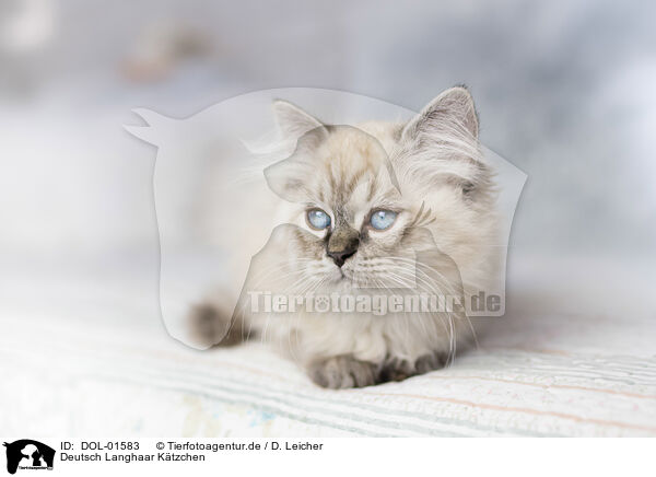 Deutsch Langhaar Ktzchen / German Longhair Kitten / DOL-01583