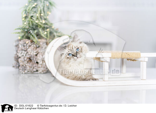 Deutsch Langhaar Ktzchen / German Longhair Kitten / DOL-01622
