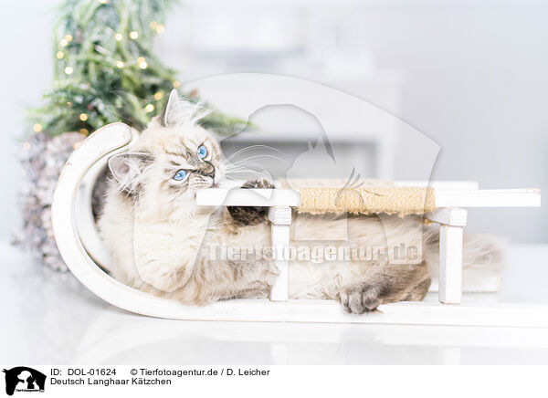 Deutsch Langhaar Ktzchen / German Longhair Kitten / DOL-01624