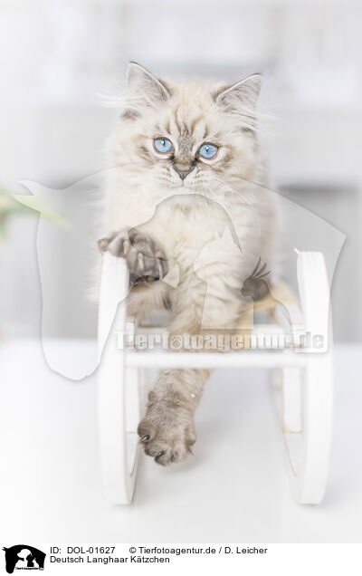 Deutsch Langhaar Ktzchen / German Longhair Kitten / DOL-01627