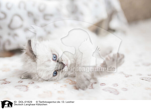 Deutsch Langhaar Ktzchen / German Longhair Kitten / DOL-01629