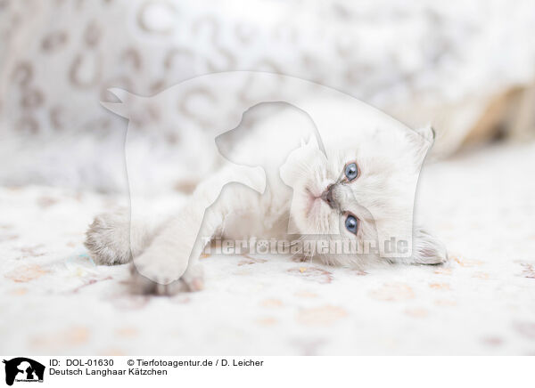 Deutsch Langhaar Ktzchen / German Longhair Kitten / DOL-01630