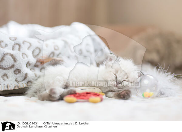 Deutsch Langhaar Ktzchen / German Longhair Kitten / DOL-01631