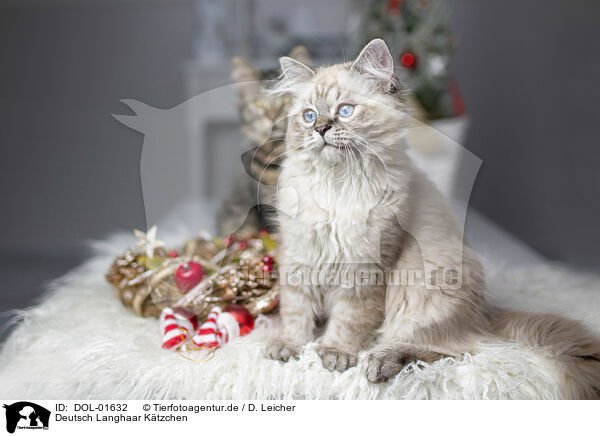 Deutsch Langhaar Ktzchen / German Longhair Kitten / DOL-01632