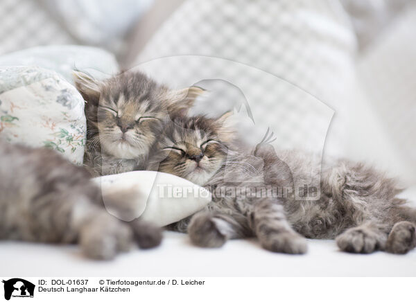 Deutsch Langhaar Ktzchen / German Longhair Kitten / DOL-01637