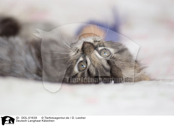 Deutsch Langhaar Ktzchen / German Longhair Kitten / DOL-01639