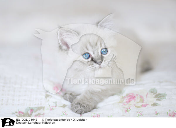 Deutsch Langhaar Ktzchen / German Longhair Kitten / DOL-01646