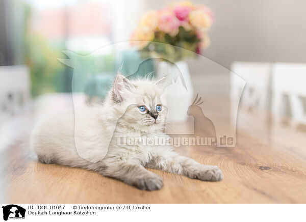 Deutsch Langhaar Ktzchen / German Longhair Kitten / DOL-01647