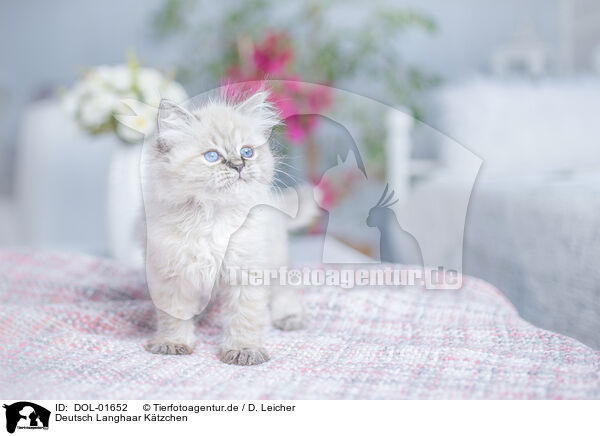 Deutsch Langhaar Ktzchen / German Longhair Kitten / DOL-01652