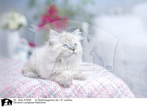 Deutsch Langhaar Ktzchen / German Longhair Kitten / DOL-01655