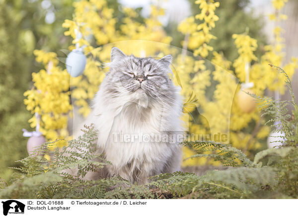 Deutsch Langhaar / German Longhair / DOL-01688