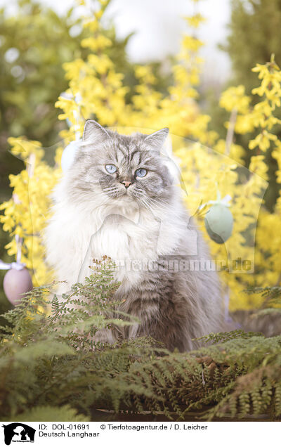 Deutsch Langhaar / German Longhair / DOL-01691