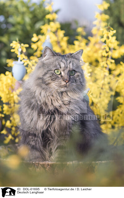 Deutsch Langhaar / German Longhair / DOL-01695