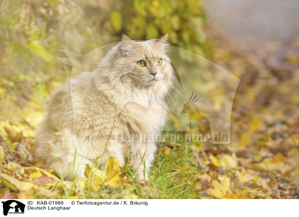 Deutsch Langhaar / German Longhair / KAB-01986