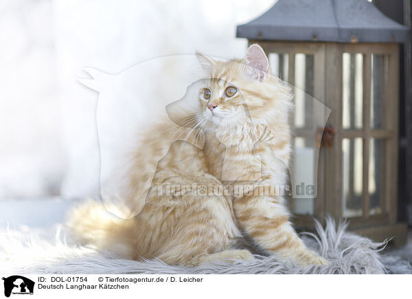 Deutsch Langhaar Ktzchen / German Longhair Kitten / DOL-01754