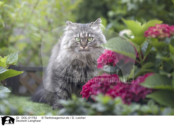 Deutsch Langhaar / German Longhair / DOL-01762